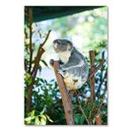 Cakatablo Ahşap Tablo Dalın Üzerinde Miskin Koala