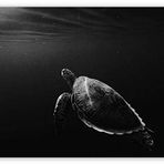 Cakatablo Ahşap Tablo Deniz Kaplumbağası Sualtı Monochrome