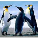 Cakatablo Ahşap Tablo Dişi İçin Kavga Eden Erkek Penguenler