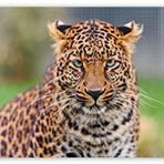 Cakatablo Ahşap Tablo Genç Leopar