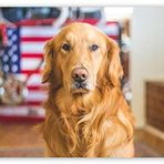 Cakatablo Ahşap Tablo Golden Retriever ve Amerikan Bayrağı