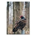 Cakatablo Ahşap Tablo Hindi Akbabası