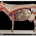 Cakatablo Ahşap Tablo İneğin İç Organlarının Görseli