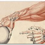 Cakatablo Ahşap Tablo İnsan Anatomisi El Ve Kol Bilye Görseli