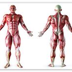 Cakatablo Ahşap Tablo İnsan Kas Anatomisi