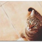 Cakatablo Ahşap Tablo Kahve Rengi Kedi