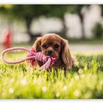 Cakatablo Ahşap Tablo Kahverengi Köpek ve Oyun İpi