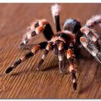 Cakatablo Ahşap Tablo Kahverengi Zeminde Dev Tarantula