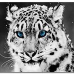 Cakatablo Ahşap Tablo Kar Leoparı ve Mavi Gözleri