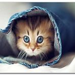 Cakatablo Ahşap Tablo Kot Paçasında Sevimli Yavru Kedi