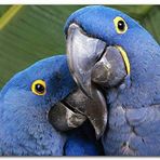 Cakatablo Ahşap Tablo Mavi Macaw Papağanları Çift