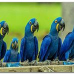 Cakatablo Ahşap Tablo Mavi Macaw Papağanları