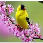 Cakatablo Ahşap Tablo Pembe Çiçekli Dalda Sarı Siyah Kuş