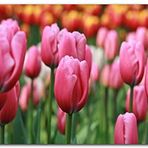 Cakatablo Ahşap Tablo Pembe Lale Tarlası Görseli