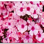 Cakatablo Ahşap Tablo Pembe Plumeria Çiçekleri