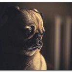 Cakatablo Ahşap Tablo Pug Köpek Cinsi Görseli