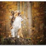Cakatablo Ahşap Tablo Rüzgarla Kavga Eden Köpekçik