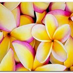 Cakatablo Ahşap Tablo Sarı Plumeria Çiçekleri