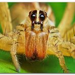 Cakatablo Ahşap Tablo Sarı Tarantula Yakın Çekim