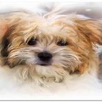 Cakatablo Ahşap Tablo Sevimli Kahverengi Terrier Çizim