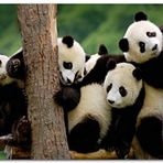 Cakatablo Ahşap Tablo Sevimli Panda Yavruları
