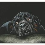 Cakatablo Ahşap Tablo Siyah Rottweiler Siyah Arkaplan