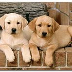 Cakatablo Ahşap Tablo Şöminenin Önünde İki Labrador Yavrusu