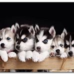 Cakatablo Ahşap Tablo Tahta Kasa İçinde Beş Husky Yavrusu