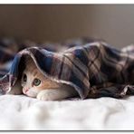 Cakatablo Ahşap Tablo Uykulu Kedi Görseli