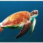 Cakatablo Ahşap Tablo Yüzen Caretta Caretta