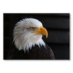 Cakatablo Akbaşlı Amerikan Kartalı Yakın Çekim Mdf Ahşap Tablo