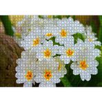 Cakatablo Bayaz Çuha Çiçeği Görseli 1000 Parça Puzzle Yapboz MDF Ahşap