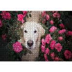 Cakatablo Beyaz Golden Retriever Çiçekler Arasında 1000 Parça Puzzle Yapboz MDF Ahşap, P12559-1000