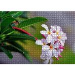 Cakatablo Beyaz Sarı Plumeria Çiçeği Görseli 1000 Parça Puzzle Yapboz MDF Ahşap