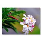 Cakatablo Beyaz Sarı Plumeria Çiçeği Görseli Mdf Ahşap Tablo