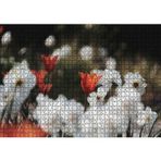 Cakatablo Beyaz ve Kırmızı Gelincikler Flu Arka Plan 1000 Parça Puzzle Yapboz MDF Ahşap, P17321-1000