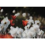 Cakatablo Beyaz ve Kırmızı Gelincikler Flu Arka Plan 1000 Parça Puzzle Yapboz MDF Ahşap, P17646-1000
