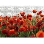 Cakatablo Çayırda Kırmızı Gelincikler 1000 Parça Puzzle Yapboz MDF Ahşap, P17332-1000