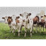 Cakatablo Çayırda Tel Örgünün Kenarında İnekler 1000 Parça Puzzle Yapboz MDF Ahşap, P17671-1000