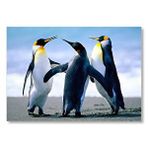 Cakatablo Dişi İçin Kavga Eden Erkek Penguenler Mdf Ahşap Tablo
