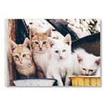 Cakatablo Eski Pencerede Sarı Ve Beyaz Yavru Kediler Mdf Ahşap Tablo