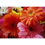 Cakatablo Gerbera Çiçekleri Turunculu Pembeli 1000 Parça Puzzle Yapboz MDF Ahşap