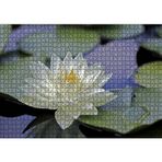 Cakatablo Gölde Nilüfer Çiçeği ve Yaprakları 1000 Parça Puzzle Yapboz MDF Ahşap