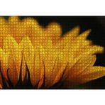 Cakatablo Günebakan Çiçeği Makro Çekim 1000 Parça Puzzle Yapboz MDF Ahşap