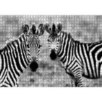 Cakatablo İki Sevimli Zebra Görseli 1000 Parça Puzzle