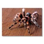 Cakatablo Kahverengi Zeminde Dev Tarantula Mdf Ahşap Tablo