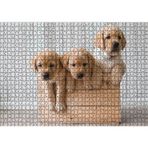 Cakatablo Kasada Golden Yavruları 1000 Parça Puzzle Yapboz MDF Ahşap