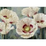 Cakatablo Kırmızı Beyaz Kasımpatı Çiçekleri 1000 Parça Puzzle Yapboz MDF Ahşap