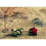 Cakatablo Kurak Toprak ve Solan Kırmızı Gül 1000 Parça Puzzle Yapboz MDF Ahşap