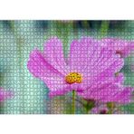 Cakatablo Mor Kosmeya Çiçekler Görseli 1000 Parça Puzzle Yapboz MDF Ahşap